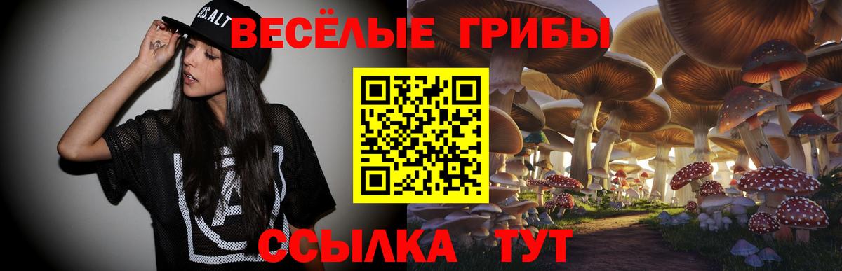 Галлюциногенные грибы Psilocybe Курчатов